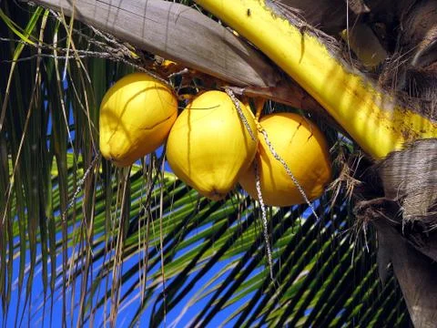 Coconuts Stock Photos
