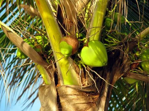 Coconuts Stock Photos