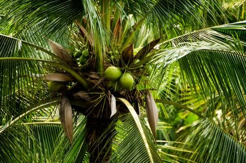 Coconuts Stock Photos