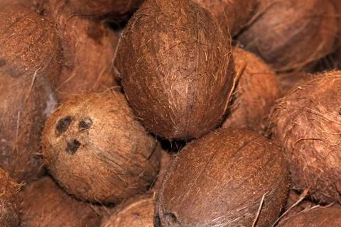 Coconuts Stock Photos