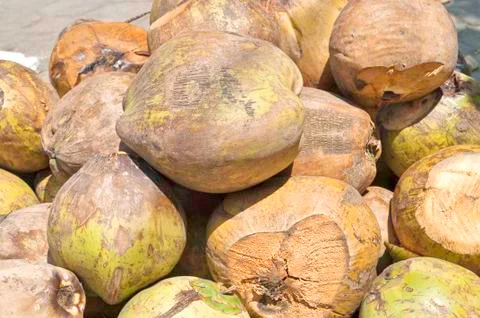 Coconuts Stock Photos