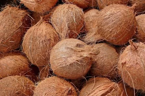 Coconuts Stock Photos