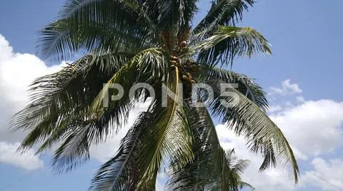 Coconuts Stock Photos