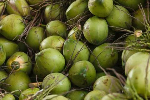 The coconuts Stock Photos