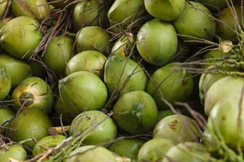 The coconuts Stock Photos