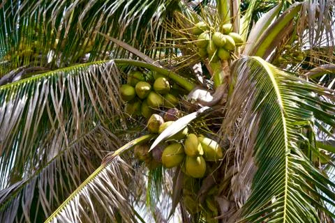 Coconuts Stock Photos