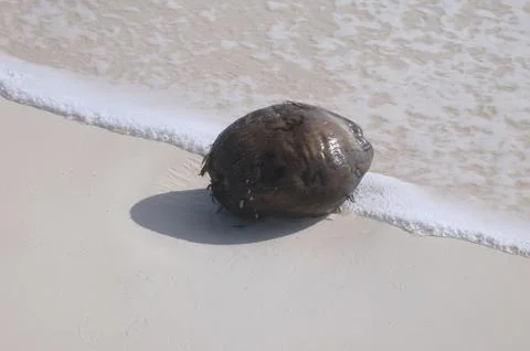 Coconuts Fotos de archivo