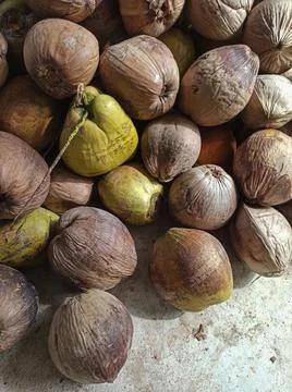 The Coconuts Stock Photos