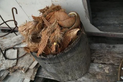Coconuts Stock Photos