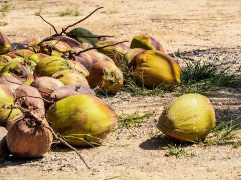 Coconuts pile on the floor Foto stock