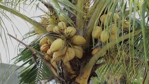 Coconuts piled up on the tree Stock Footage 246430018