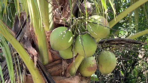 Coconuts positioned near the base of palm leaves with a garden or plantation Video stock 326922496