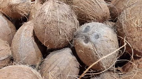 Coconuts. Ripe coconut fruit. Background of fleecy coke nuts Stock Photos