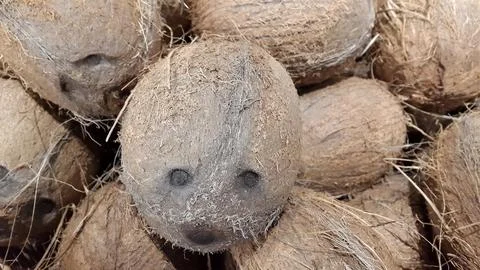 Coconuts. Ripe coconut fruit. Background of fleecy coke nuts Stock Photos