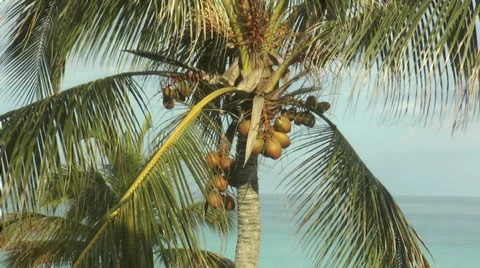 Coconuts ripening on coconut tree Stock Footage 38792273