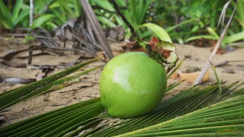 Coconuts on the sand on the beach Stock Footage 278071912