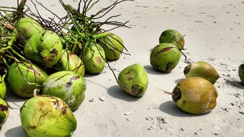 Coconuts scattered on a sandy beach with green husks, revealing the natural Stock Footage 321012180