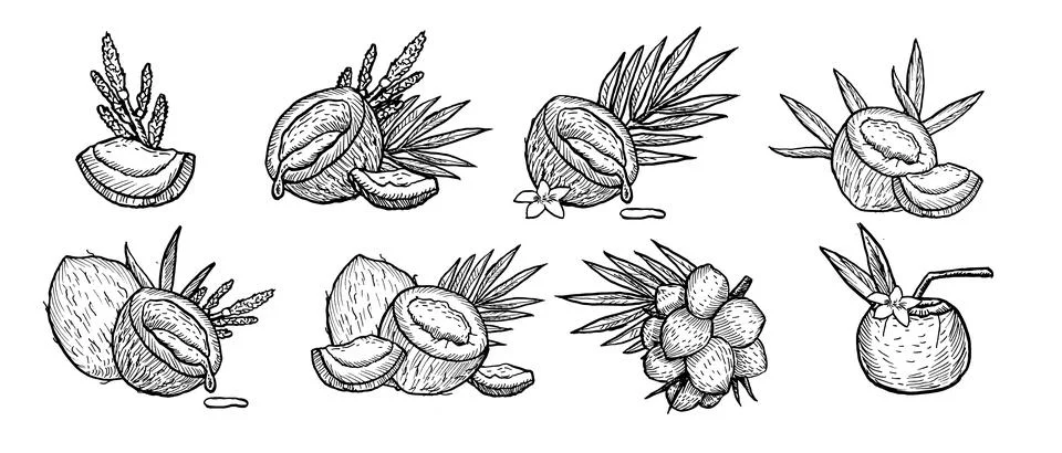 Coconuts sketch collection. Compositions with tropical nuts with palm leaves. Stock Illustration