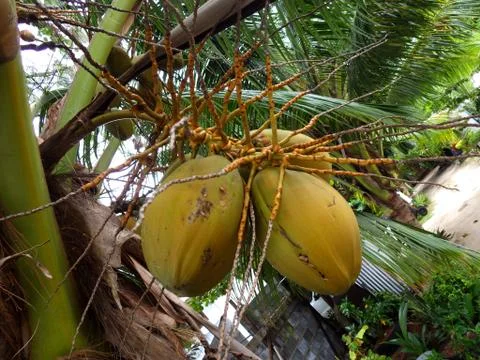 Coconuts still on the tree in Bora Bora, French Polynesia Stock Photos