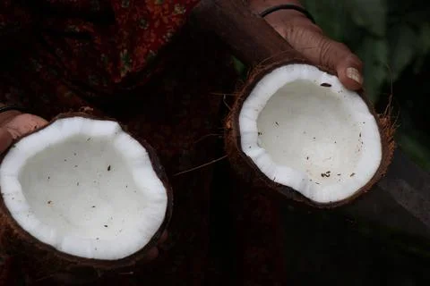 Coconuts with their shells broken to extract coconut Foto stock
