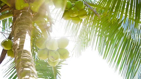 Coconuts on top of the palm tree and tropical sun Stock Footage 25129039