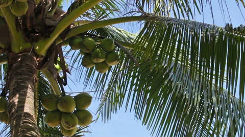 Coconuts at the top of palm tree Vidéo 24986420