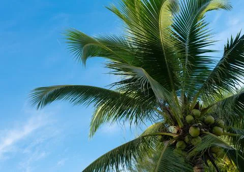 Coconuts tree with beautiful sky for summer holiday Stock Photos
