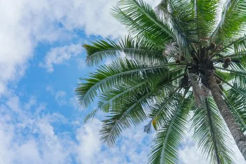 Coconuts tree with blue sky.  Summer holiday background Foto stock
