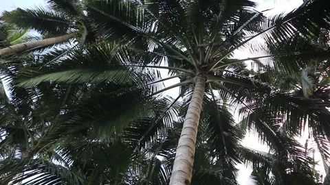 Coconuts Tree. Bottom to top coconut tree Video stock 325688867
