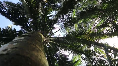 Coconuts Tree. Bottom to top coconut tree Stock Footage 325688893