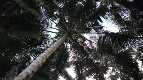 Coconuts Tree. Bottom to top coconut tree Stock Footage 325688904