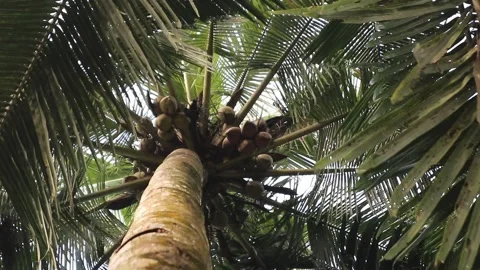 Coconuts Tree. Bottom to top coconut tree Stock Footage 325688932