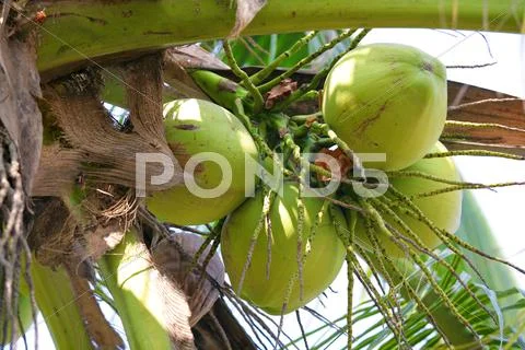 Coconuts on tree Фото
