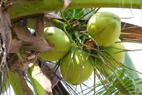 Coconuts on tree Stock Photos