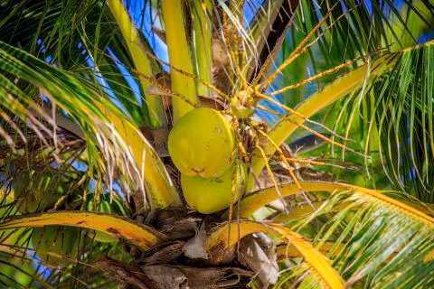 Coconuts in tree Stock Photos