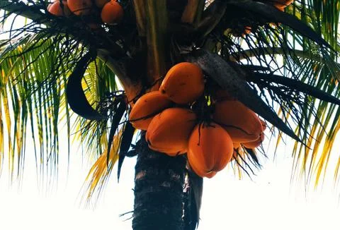 Coconuts on tree Stock Photos