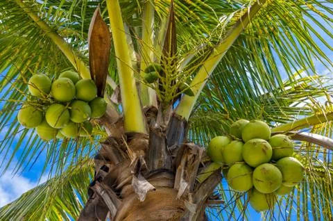 Coconuts on the tree Foto stock