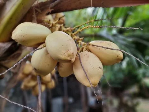 Coconuts Tree Stock Photos