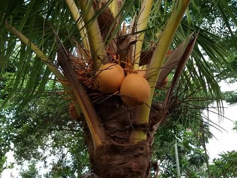 Coconuts Tree Foto stock