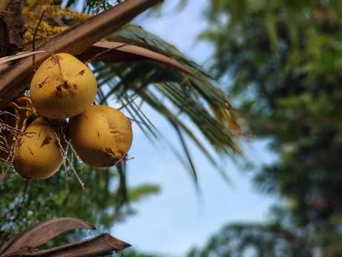 Coconuts Tree Foto stock