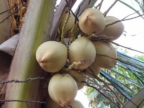 Coconuts Tree Stock Photos