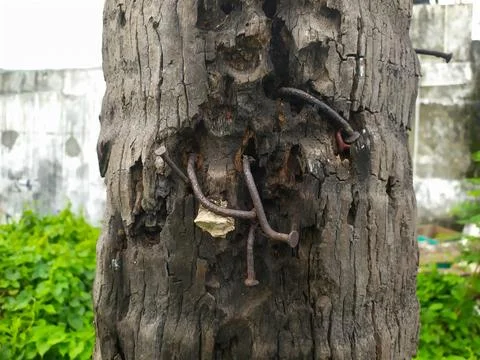 Coconuts in Tree Stock Photos