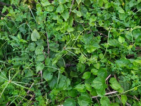 Coconuts in Tree Stock Photos