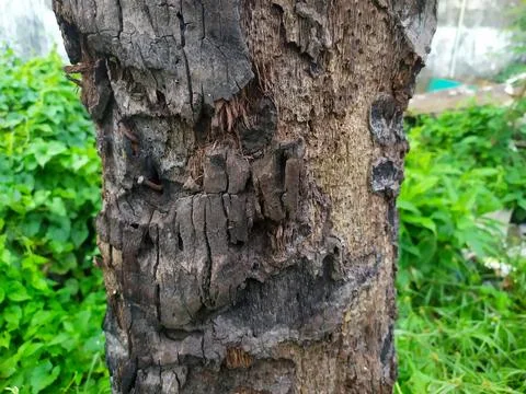 Coconuts in Tree 스톡 사진
