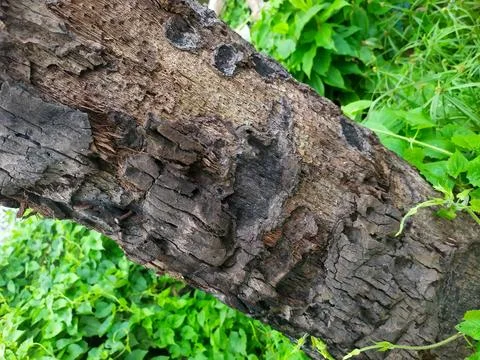 Coconuts in Tree Stock Photos