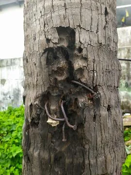 Coconuts in Tree Stock Photos