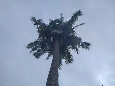 Coconuts in Tree Stock Photos