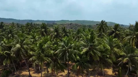 Coconuts tree plantation (Aerial view). Stock Footage 283245934