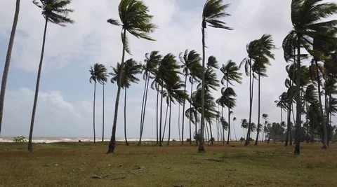 Coconuts Tree With Ripe Fruits And Branches Moving in The Wind Stock Footage 120587471