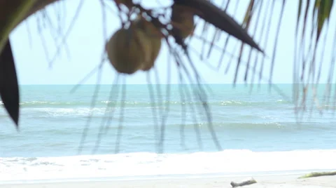 Coconuts in Tree with Sea Behind Stock Footage 45716747